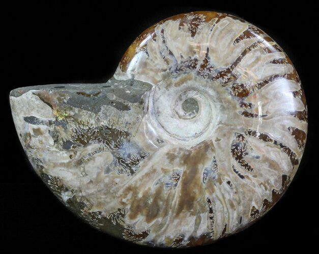 Polished, Agatized Ammonite (Cleoniceras) - Madagascar #64842